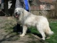 /album/fotogaleria/miskolc-cacib-2010-aprl-266-jpg/